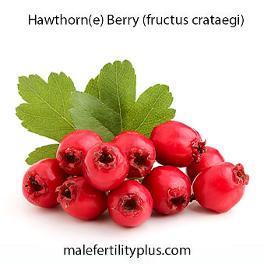 Hawthorne Berry male fertility