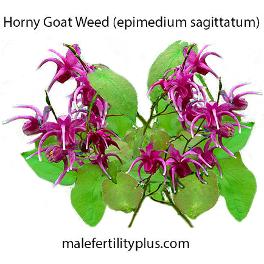 horny goat weed low sperm count