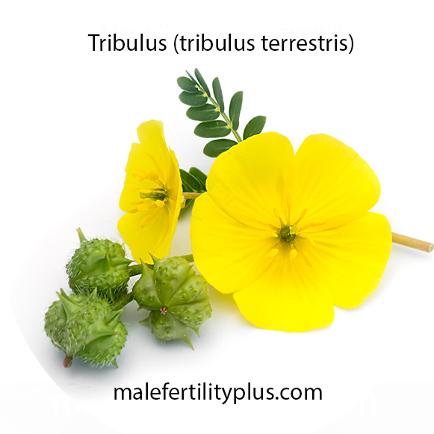 Tribulus tribulus terrestris male fertility