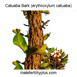 Catuaba Bark strengthens the libido