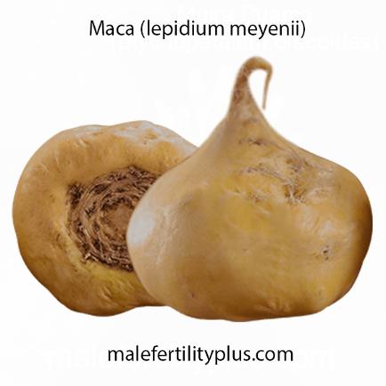 Maca lepidium meyenii helps fertility