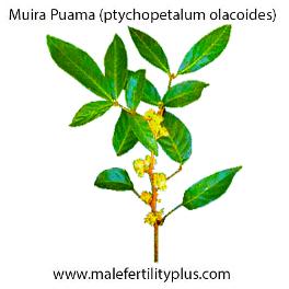 Muira Puama helps with erectile dysfunction