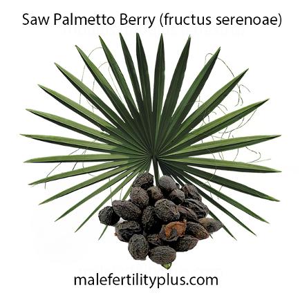 Saw Palmetto Berry sexual tonic for men